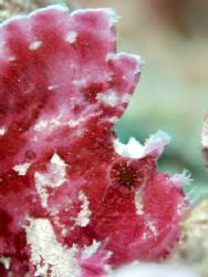 Leaf Scorpionfish, hard to find but always a good photo s... by Stuart Ganz 